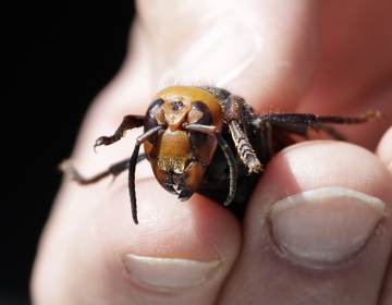 Washington State Department of Agriculture entomologist Chris Looney displays a dead Asian giant hornet, a sample sent from Japan and brought in for research last year in Blaine, Wash. (Elaine Thompson /AFP via Getty Images)