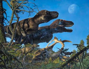 An illustration shows a pair of adult tyrannosaurs and their young living in the Arctic during the Cretaceous Period. (James Havens /Courtesy University of Alaska Fairbanks)