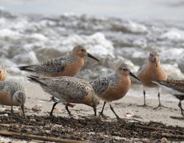 Migrating red knots (Photo: Business wire)