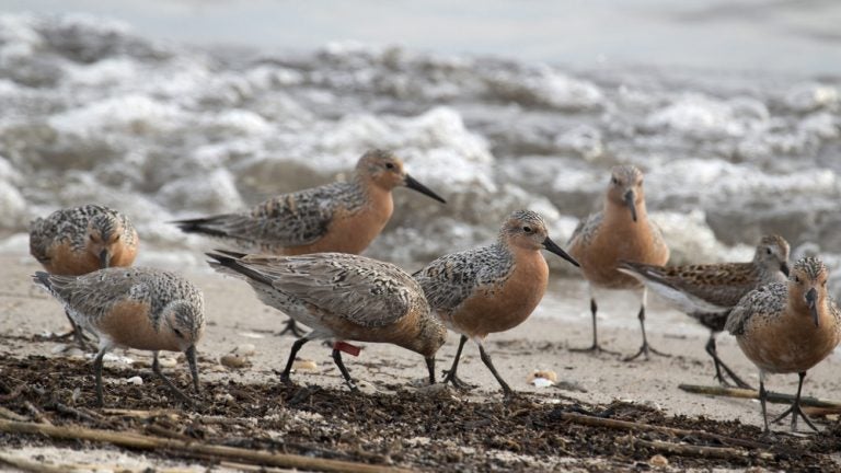 Migrating red knots (Photo: Business wire)