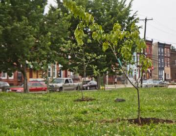 A fruit tree planted in North Philadelphia