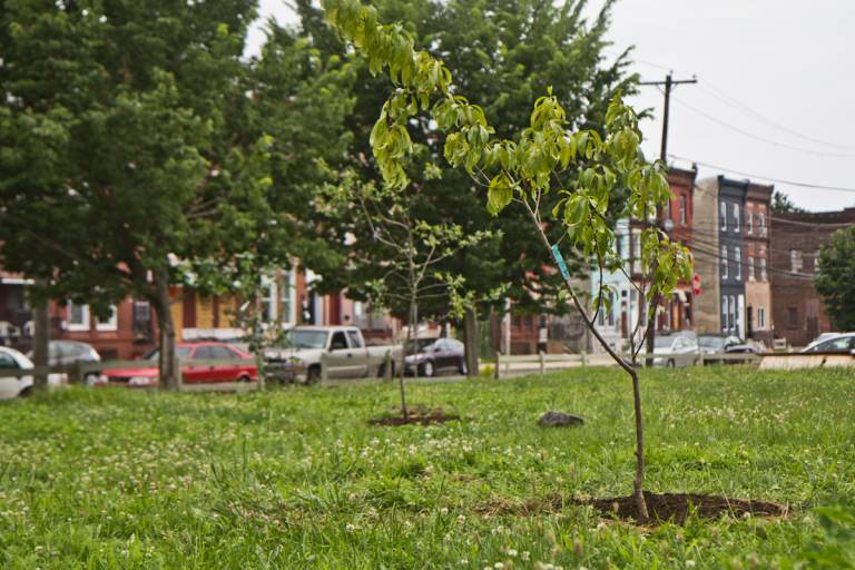 A fruit tree planted in North Philadelphia