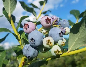 Blueberries