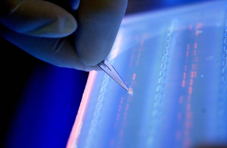 A lab officer cuts a DNA fragment under UV light