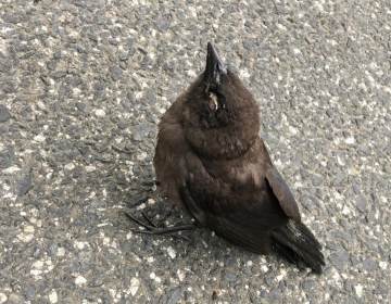 This bird was found in the Washington, D.C. metro region with swollen eyes and crusty discharge, a sign observed on most birds affected by a mysterious ailment in the region. (courtesy Leslie Frattaroli/NPS)