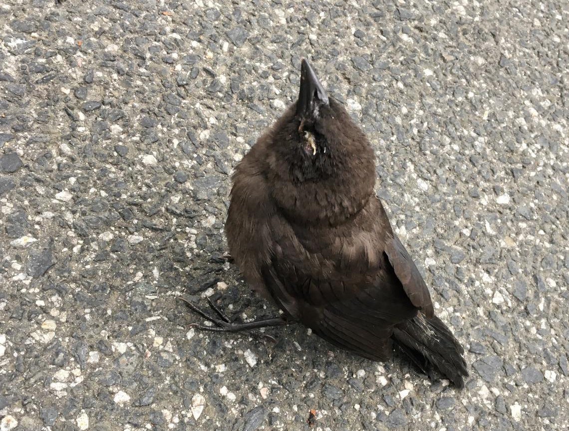 BIRD BABIES: The youngest Philadelphia - 6abc Action News