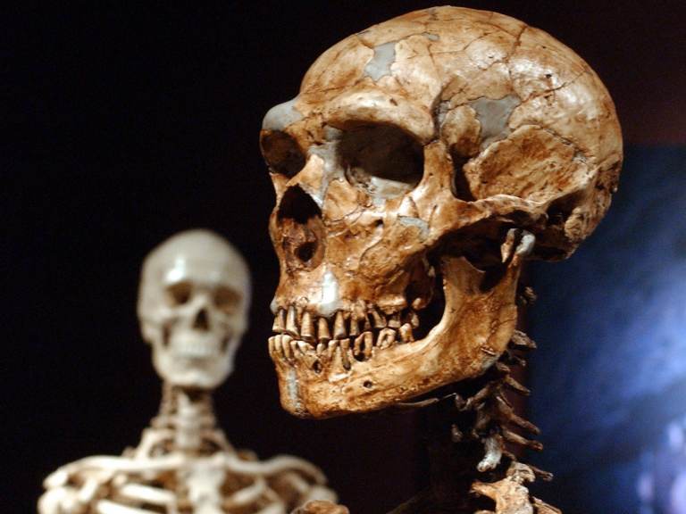 A reconstructed Neanderthal skeleton (right) and a modern-human version of a skeleton are displayed at the American Museum of Natural History in New York in 2003. A new study confirms that early humans who lived in colder places adapted to have larger bodies.
(Frank Franklin II/AP)