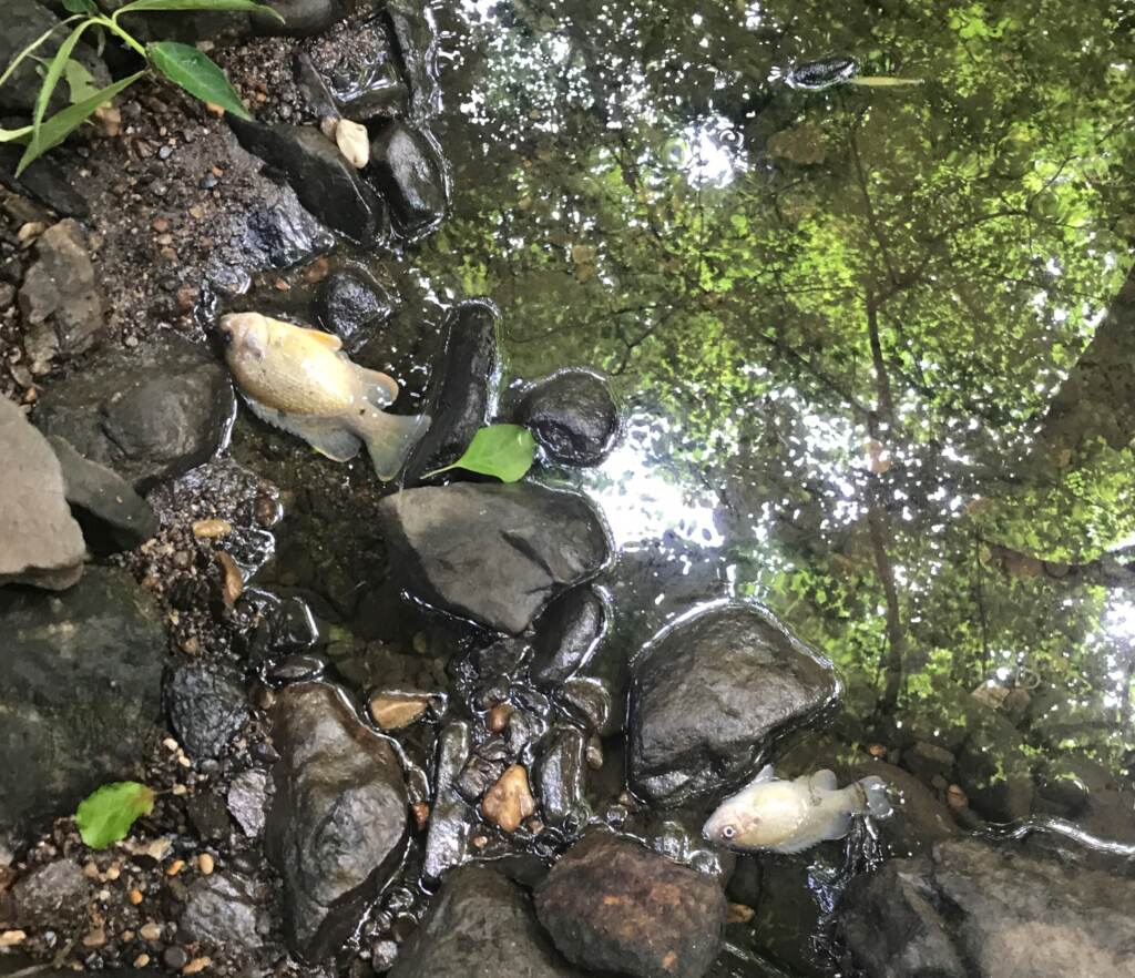 A dead fish is pictured in Chester Creek