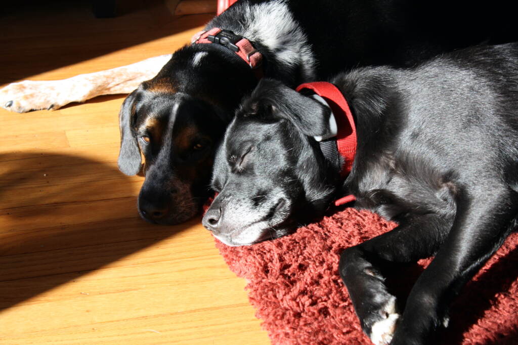 Rescue pups Rascal and Jude catch a nap on a rug