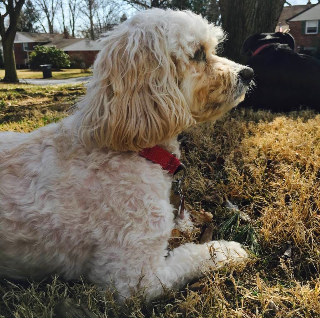 Rescue pup Rio stares into the abyss while sitting under a tree