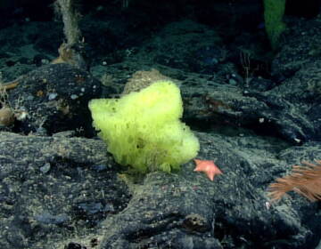 More than a mile underwater, the cartoon doppelgangers were found side by side. (NOAA Ocean Exploration)