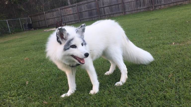 Lance Corporal, a 4-year-old fox, in a backyard