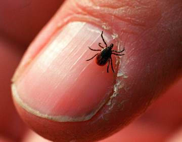 The black-legged or deer tick, which carries Lyme disease, appears to be expanding it's territory. (Bill Davis/Newsday via Getty Images)