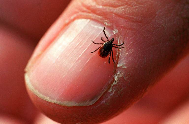 The black-legged or deer tick, which carries Lyme disease, appears to be expanding it's territory. (Bill Davis/Newsday via Getty Images)