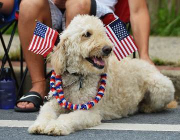 Dogs and cats can be particularly sensitive to loud noises such as fireworks. Here, a dog watches an Independence Day parade in Takoma Park, Md., in 2013. (Mandel Ngan /AFP via Getty Images)