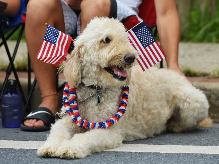 Dogs and cats can be particularly sensitive to loud noises such as fireworks. Here, a dog watches an Independence Day parade in Takoma Park, Md., in 2013. (Mandel Ngan /AFP via Getty Images)