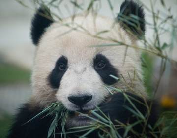 A Giant panda enjoys bamboo at the Beijing Zoo during the first day of the public display in 2008 in Beijing. (Feng Li/Getty Images)