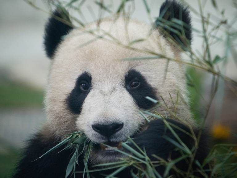 A Giant panda enjoys bamboo at the Beijing Zoo during the first day of the public display in 2008 in Beijing. (Feng Li/Getty Images)