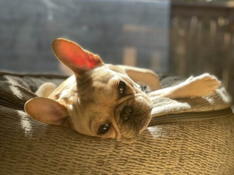 A French bulldog looks sad while laying down