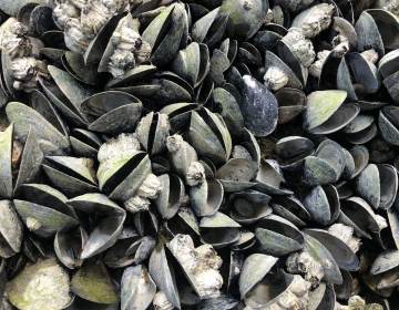 Mussels dying off at such a high rate will have a massive effect on both marine and terrestrial animals, biologists say. (Christopher Harley/University of British Columbia)