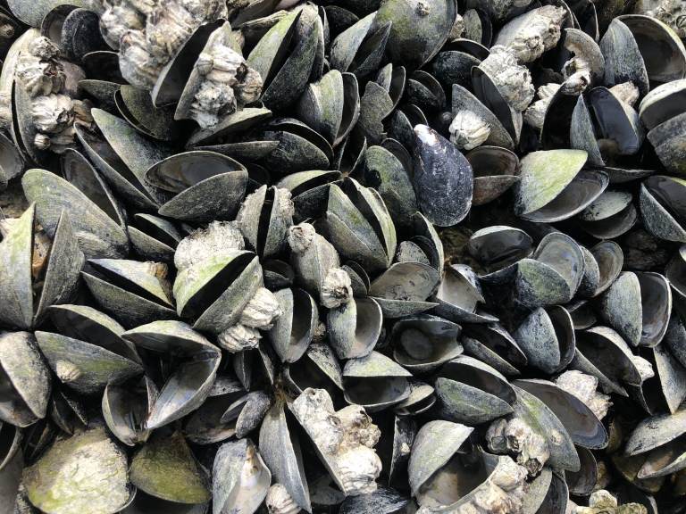Mussels dying off at such a high rate will have a massive effect on both marine and terrestrial animals, biologists say. (Christopher Harley/University of British Columbia)