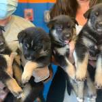 PSPCA workers hold up two puppies each