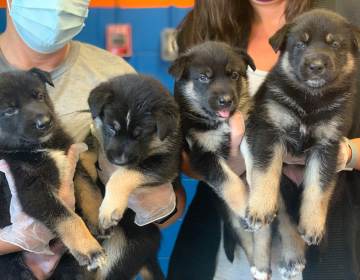 PSPCA workers hold up two puppies each