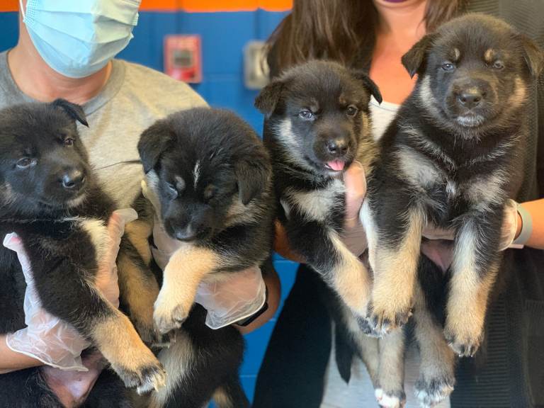 PSPCA workers hold up two puppies each
