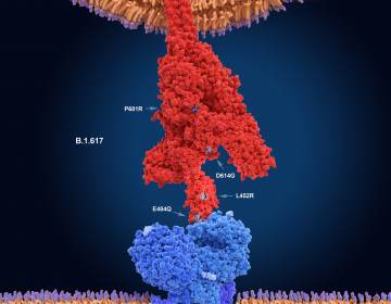 The numerals in this illustration show the main mutation sites of the delta variant of the coronavirus, which is likely the most contagious version. Here, the virus's spike protein (red) binds to a receptor on a human cell (blue). New research sheds light on what makes this variant so transmissible. (Juan Gaertner/Science Source)