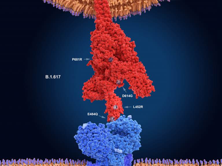 The numerals in this illustration show the main mutation sites of the delta variant of the coronavirus, which is likely the most contagious version. Here, the virus's spike protein (red) binds to a receptor on a human cell (blue). New research sheds light on what makes this variant so transmissible. (Juan Gaertner/Science Source)