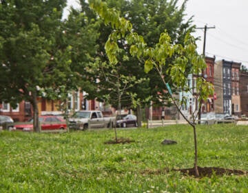 Nine fruit trees were planted on a lot on the 1900 block of Norris Street in North Philadelphia
