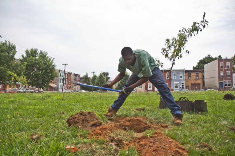 Garrison Hines plants fruit trees at a lot on the 1900 block of Norris Street in Philadelphia.
