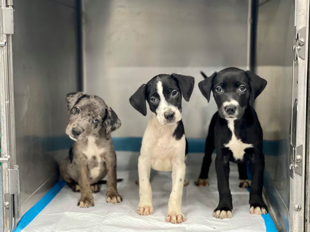 Three puppies are pictured staring forward