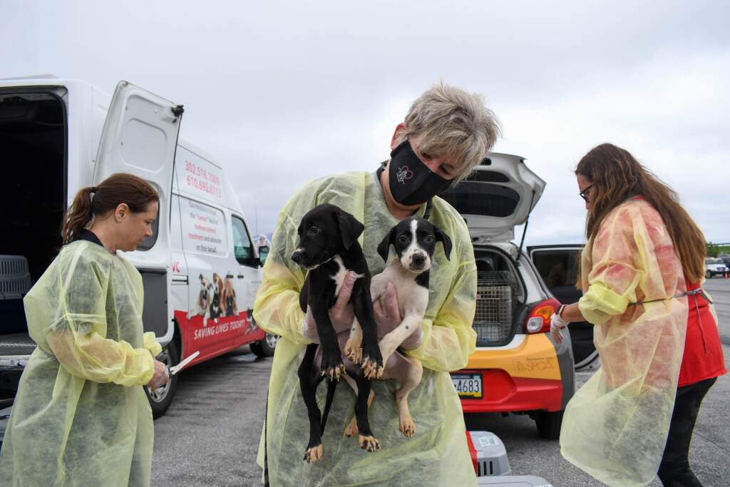 A volunteer holds two puppies in the air