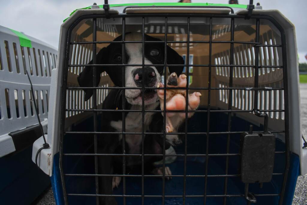 A dog stands inside a crate post-evacuation flight