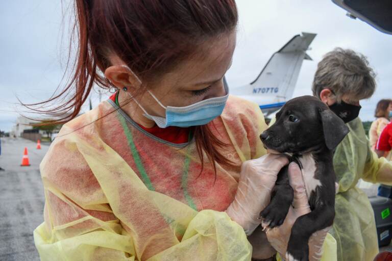 A volunteer wearing a face mask holds up a puppy