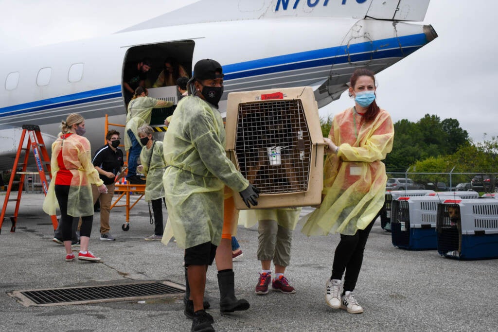 Two volunteers hold a dog crate post-evacuation flight