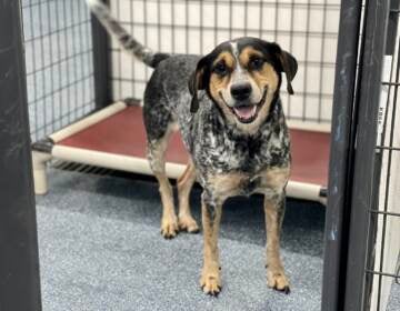 A dog smiles inside their kennel at Brandywine Valley SPCA.