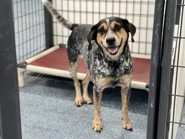 A dog smiles inside their kennel at Brandywine Valley SPCA.