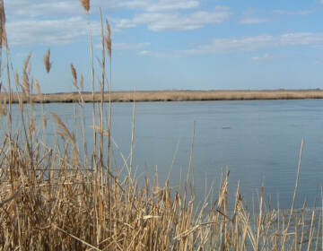 The Maurice River in New Jersey.