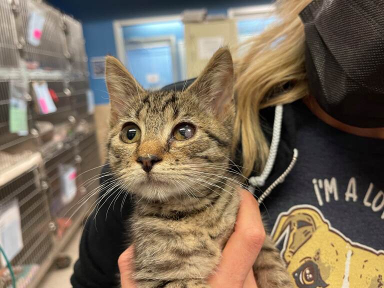 A person wearing a mask holds up Rocket, a 3-month-old kitty