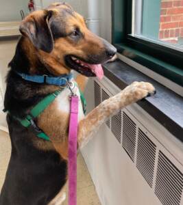 Shadow the pup looks out a window