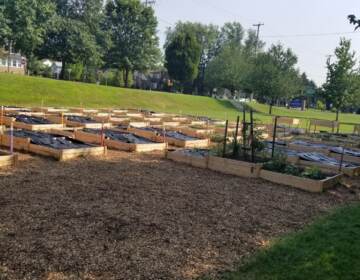 Woodchips surround the garden plots to keep out weeds at the Norristown Sprouts Community Garden. (Montgomery County Office of Public Health)