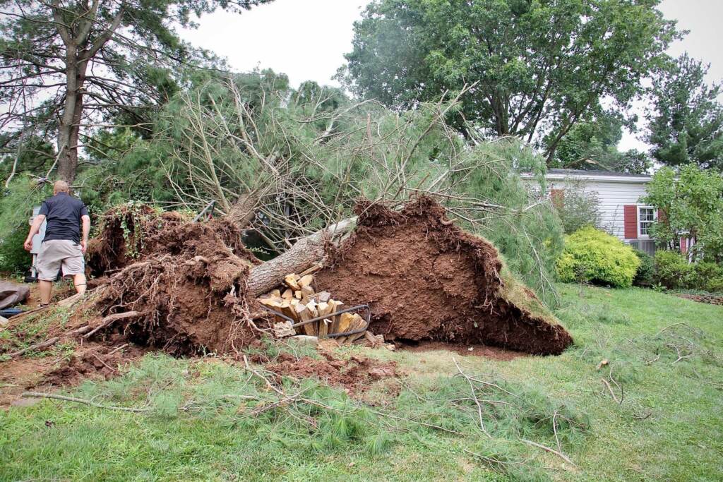 Uprooted trees in the Hidden Springs over-55 community