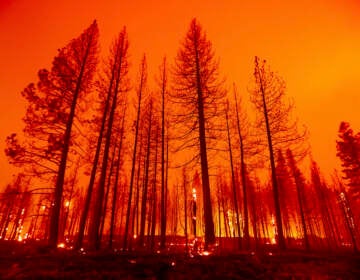 Trees burn after firefighters conducted a firing operation to slow the spread of the Dixie Fire in Plumas County, Calif, on Tuesday, Aug. 3, 2021. Dry and windy conditions have led to increased fire activity as firefighters battle the blaze which ignited July 14. (AP Photo/Noah Berger)