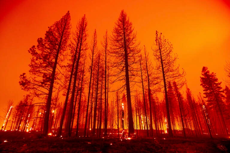 Trees burn after firefighters conducted a firing operation to slow the spread of the Dixie Fire in Plumas County, Calif, on Tuesday, Aug. 3, 2021. Dry and windy conditions have led to increased fire activity as firefighters battle the blaze which ignited July 14. (AP Photo/Noah Berger)