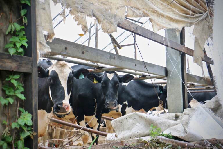 Cows peer out of their damaged shelter