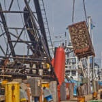 A 2000 pound crate of clams is lifted out of the Mary B. Each at Dockside Packing in Atlantic City, N.J. (Kimberly Paynter/WHYY)