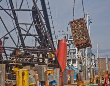 A 2,000-pound crate of clams is lifted out of the Mary B. Each at Dockside Packing in Atlantic City