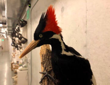 An ivory-billed woodpecker, now extinct, is seen on a display at the California Academy of Sciences in San Francisco, Friday Sept. 24, 2021. Death’s come knocking a last time for the splendid ivory-billed woodpecker and 22 assorted birds, fish and other species: The U.S. government is declaring them extinct, the Associated Press has learned.
It’s a rare move for wildlife officials to give up hope on a plant or animal, but government scientists say they've exhausted efforts to find these 23. (AP Photo/Haven Daley)
